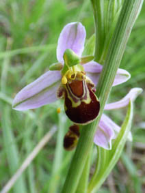 Ophrys apifera